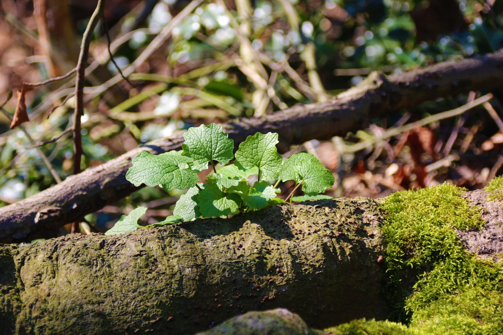 Canon EOS 700D (EOS Rebel T5i / EOS Kiss X7i) sample photo. Forest, tree, leaves photography