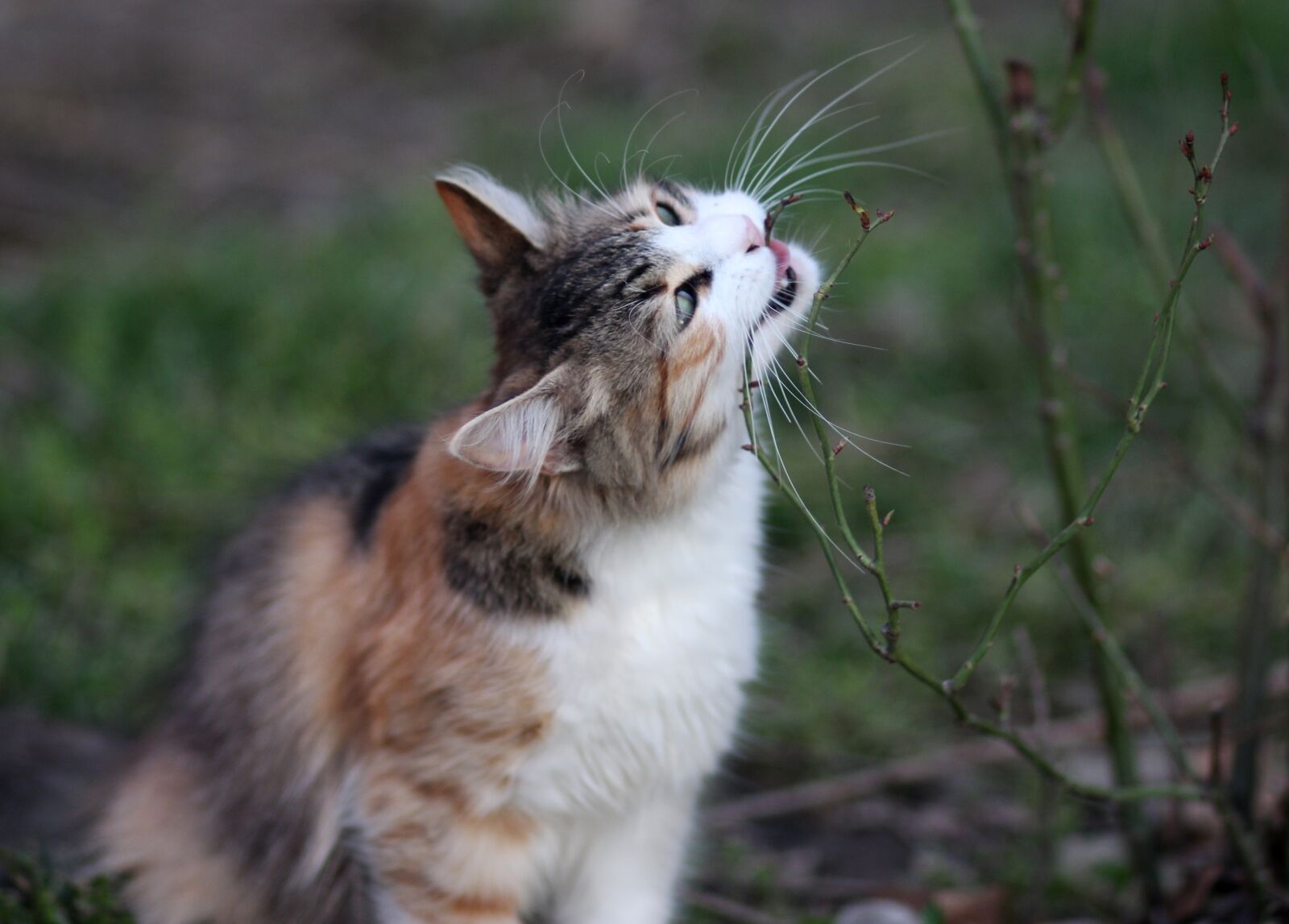 Canon EOS 700D (EOS Rebel T5i / EOS Kiss X7i) + Canon EF 85mm F1.8 USM sample photo. Cat, eating, coloring photography