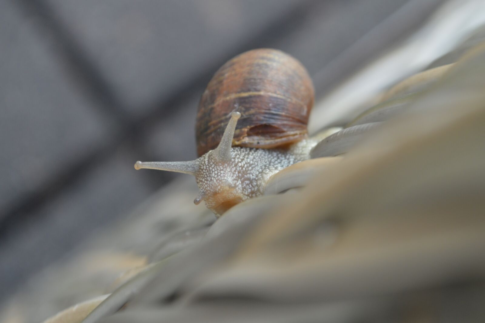 Nikon D3200 sample photo. Snail, nature, animal photography