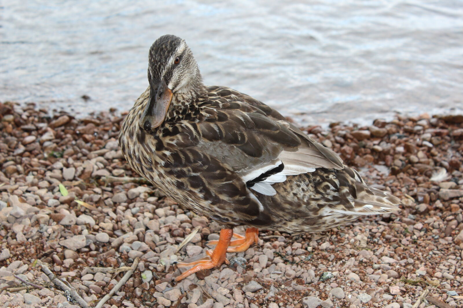 Canon EOS 600D (Rebel EOS T3i / EOS Kiss X5) sample photo. By, water, close, up photography