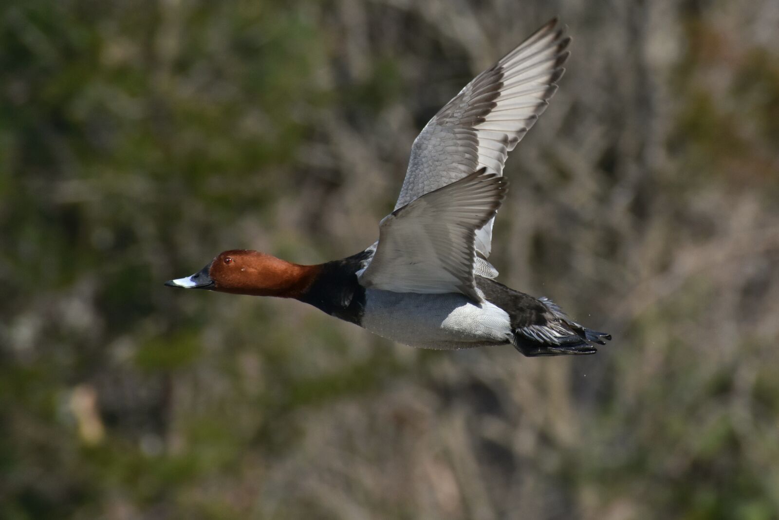 Nikon D7200 sample photo. Animal, waterside, bird photography