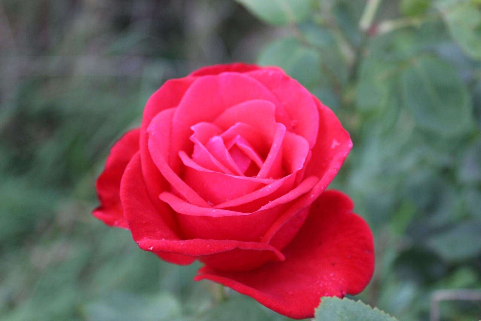 Canon EOS 600D (Rebel EOS T3i / EOS Kiss X5) sample photo. Rose, red rose, flower photography