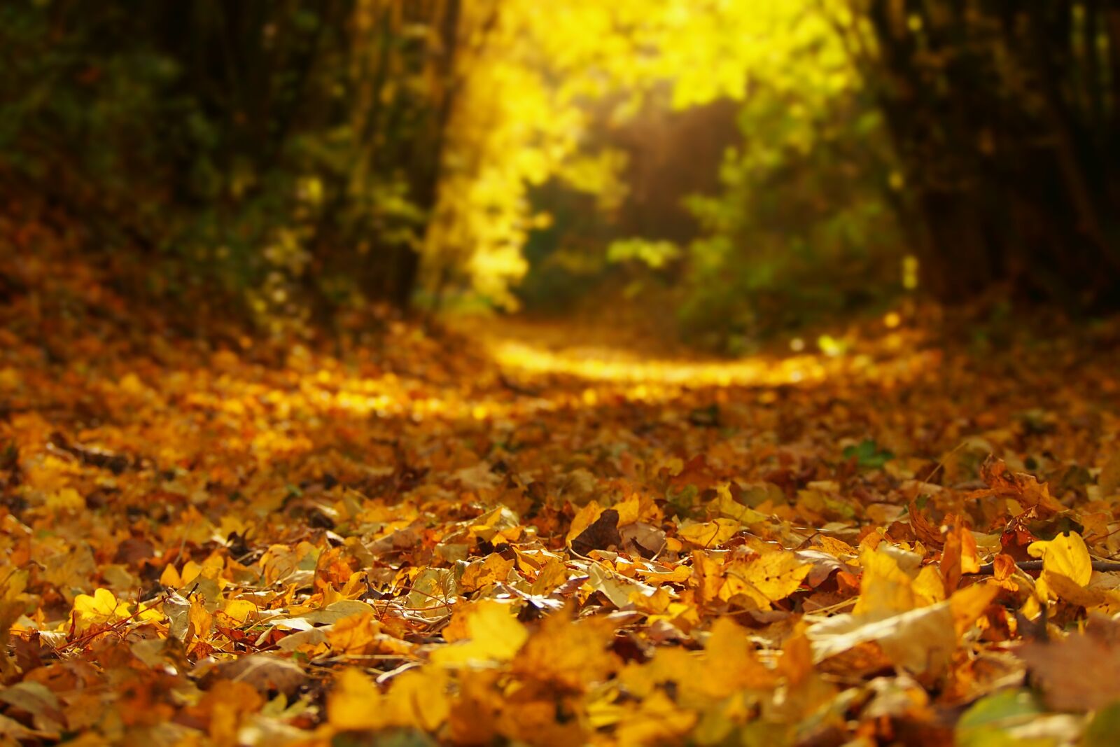 Olympus PEN E-PM1 sample photo. Autumn, foliage, nature photography