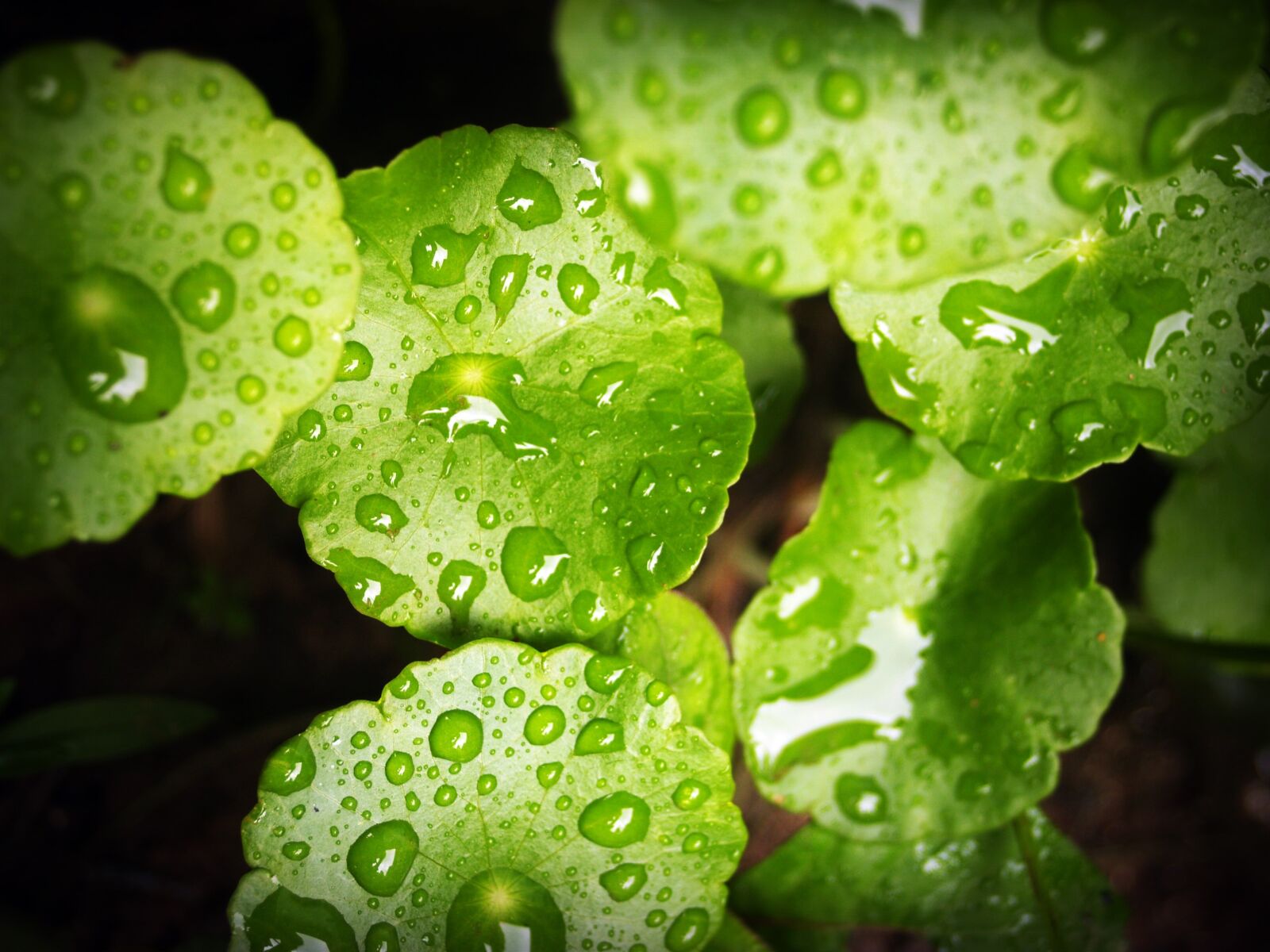 Olympus E-300 (EVOLT E-300) sample photo. Leaf, water, green photography