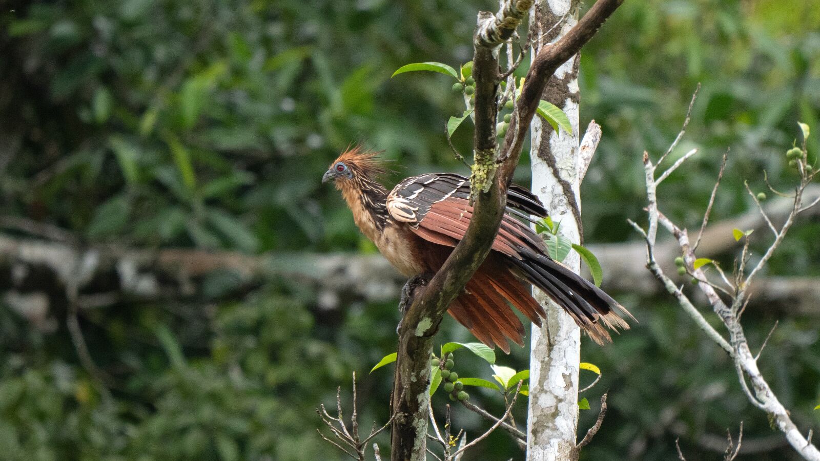 LEICA DG 100-400/F4.0-6.3 sample photo. Ecuador, tropic bird, hoatzin photography