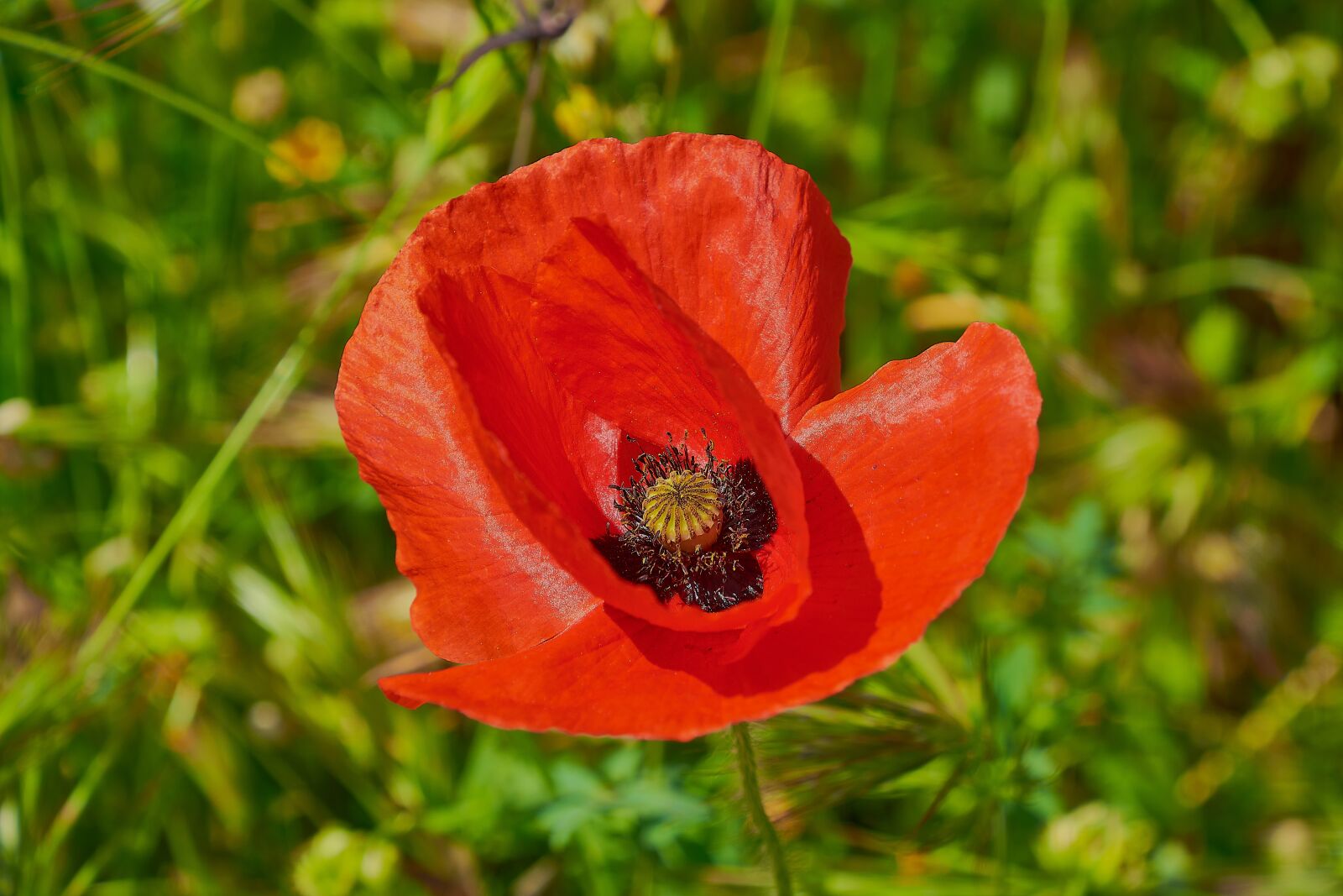 Nikon D7200 sample photo. Poppy, red, spring photography