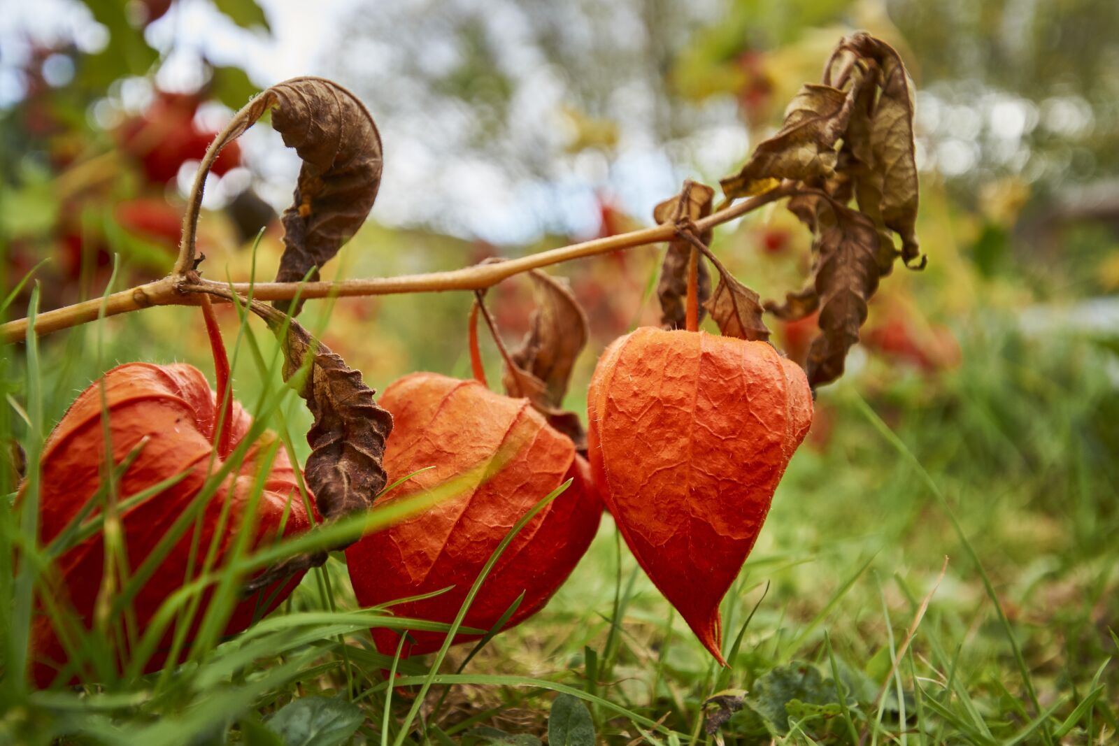 Sony SLT-A77 + 10-20mm F3.5 sample photo. Autumn, physalis, orange photography