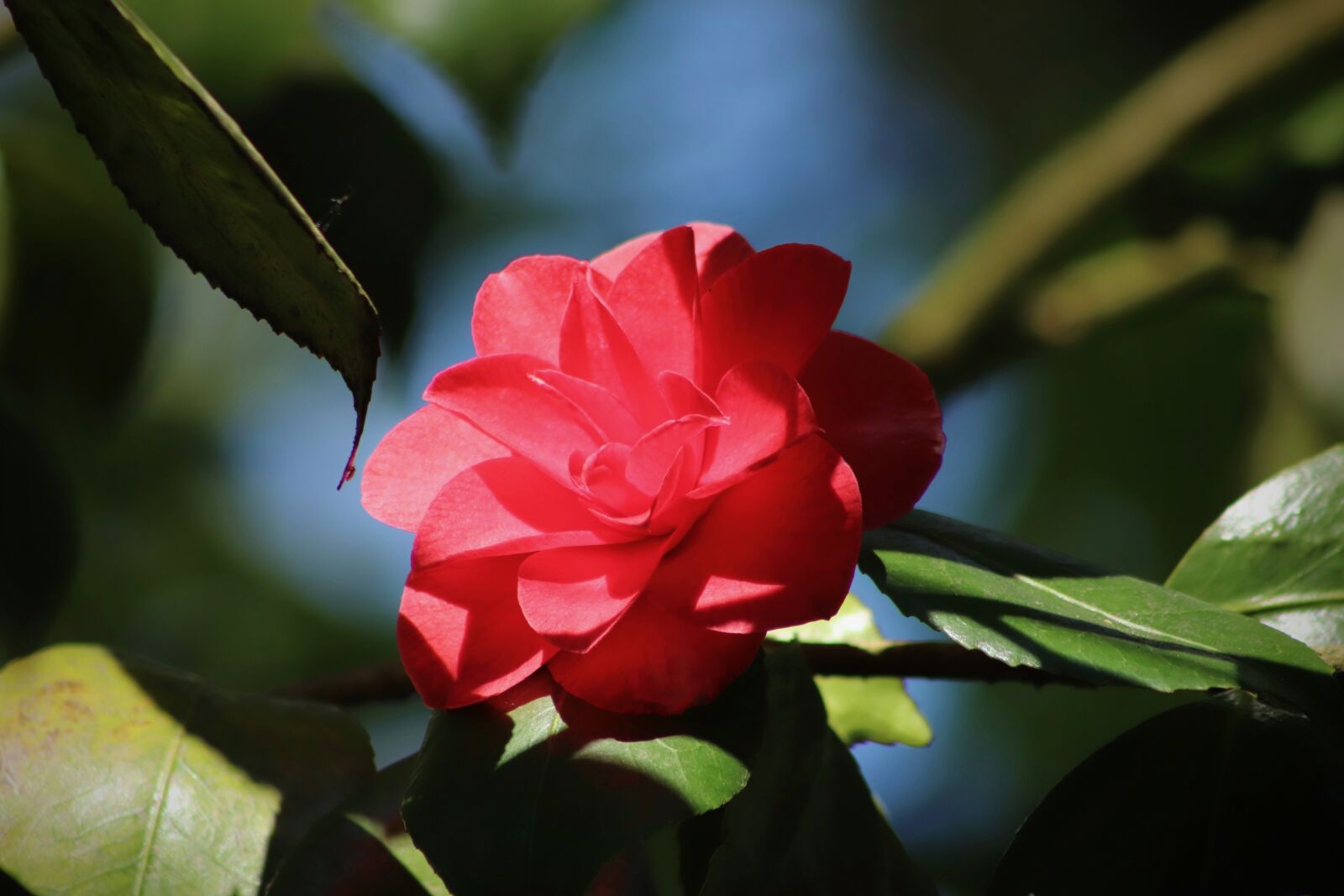 Canon EOS 800D (EOS Rebel T7i / EOS Kiss X9i) sample photo. Camellia, camellia flower, red photography
