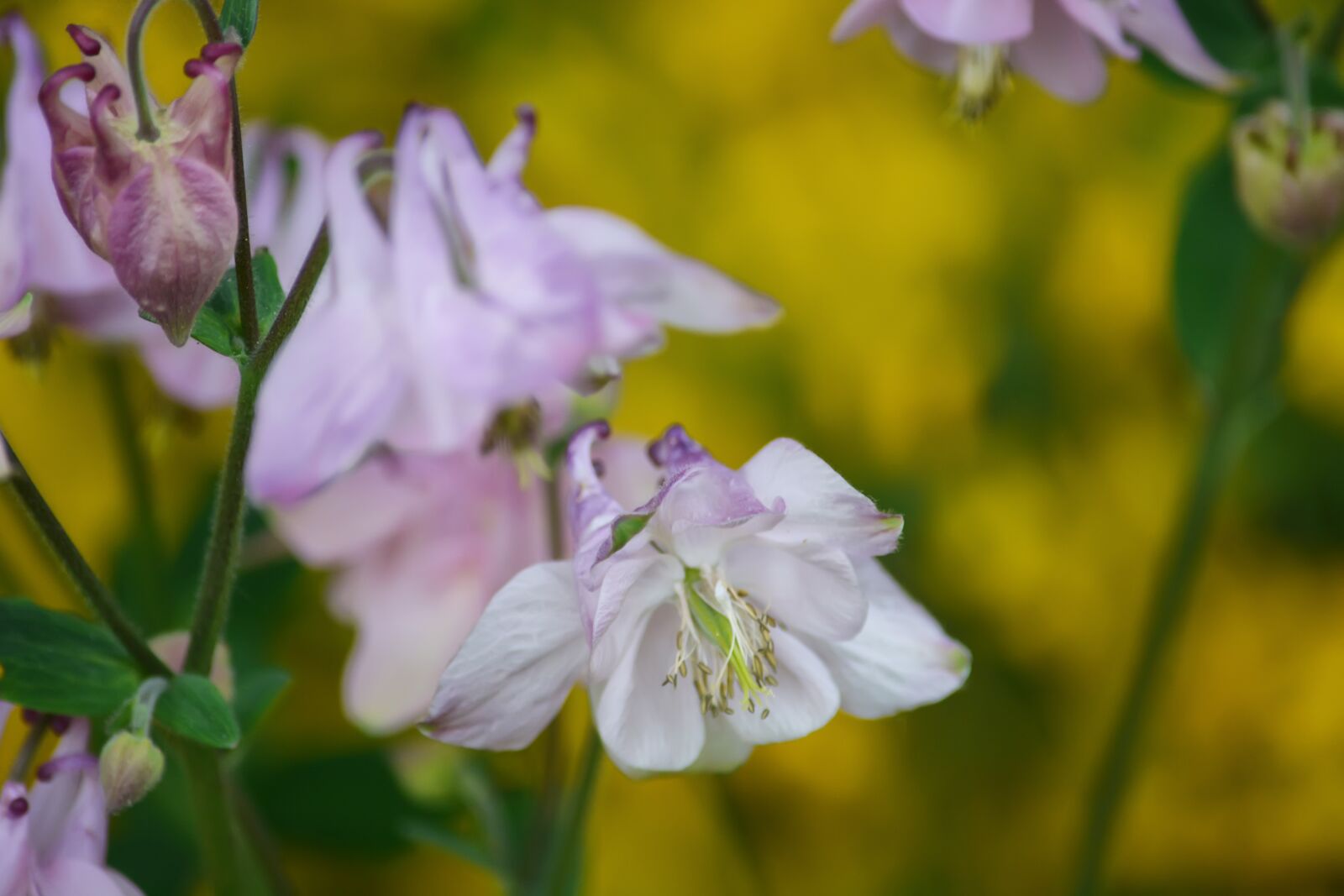 Nikon D5200 sample photo. Flowers, field, meadow photography