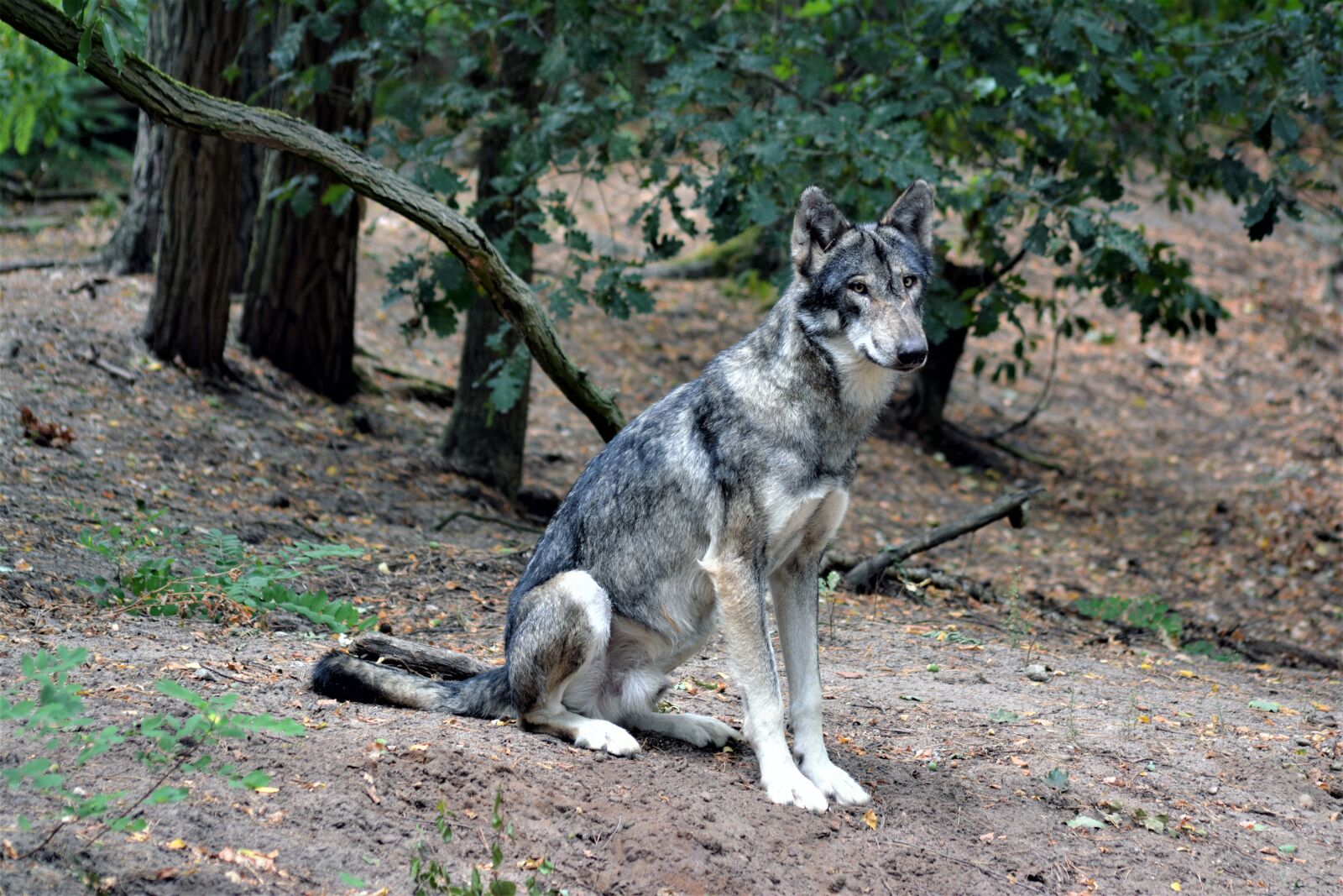Nikon D5200 sample photo. Wolf, close up, nature photography