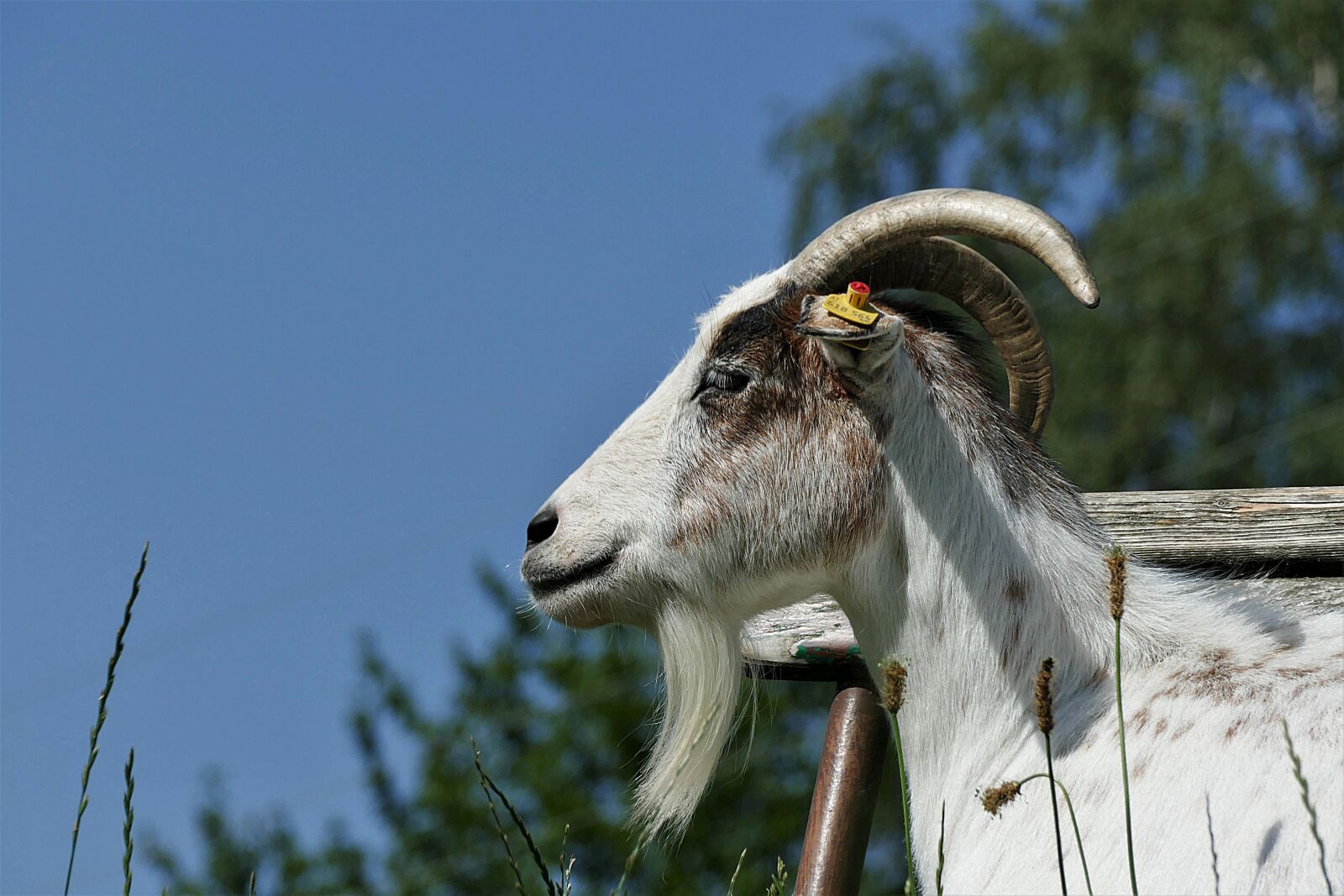 Panasonic Lumix DMC-FZ1000 sample photo. Goat buck, goat, horned photography