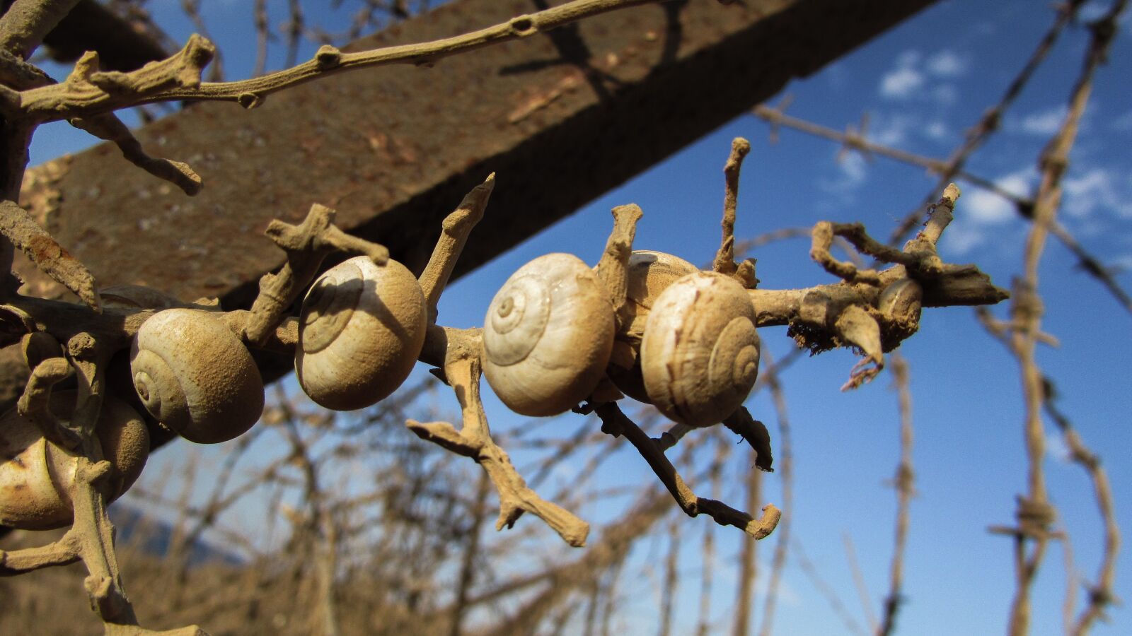 Canon PowerShot SX400 IS sample photo. Shells, snail, colony photography