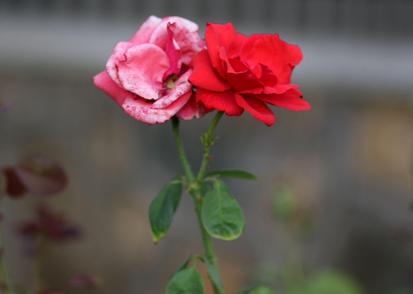 Canon EOS 7D Mark II + Canon EF 85mm F1.8 USM sample photo. Roses, red, supplies photography