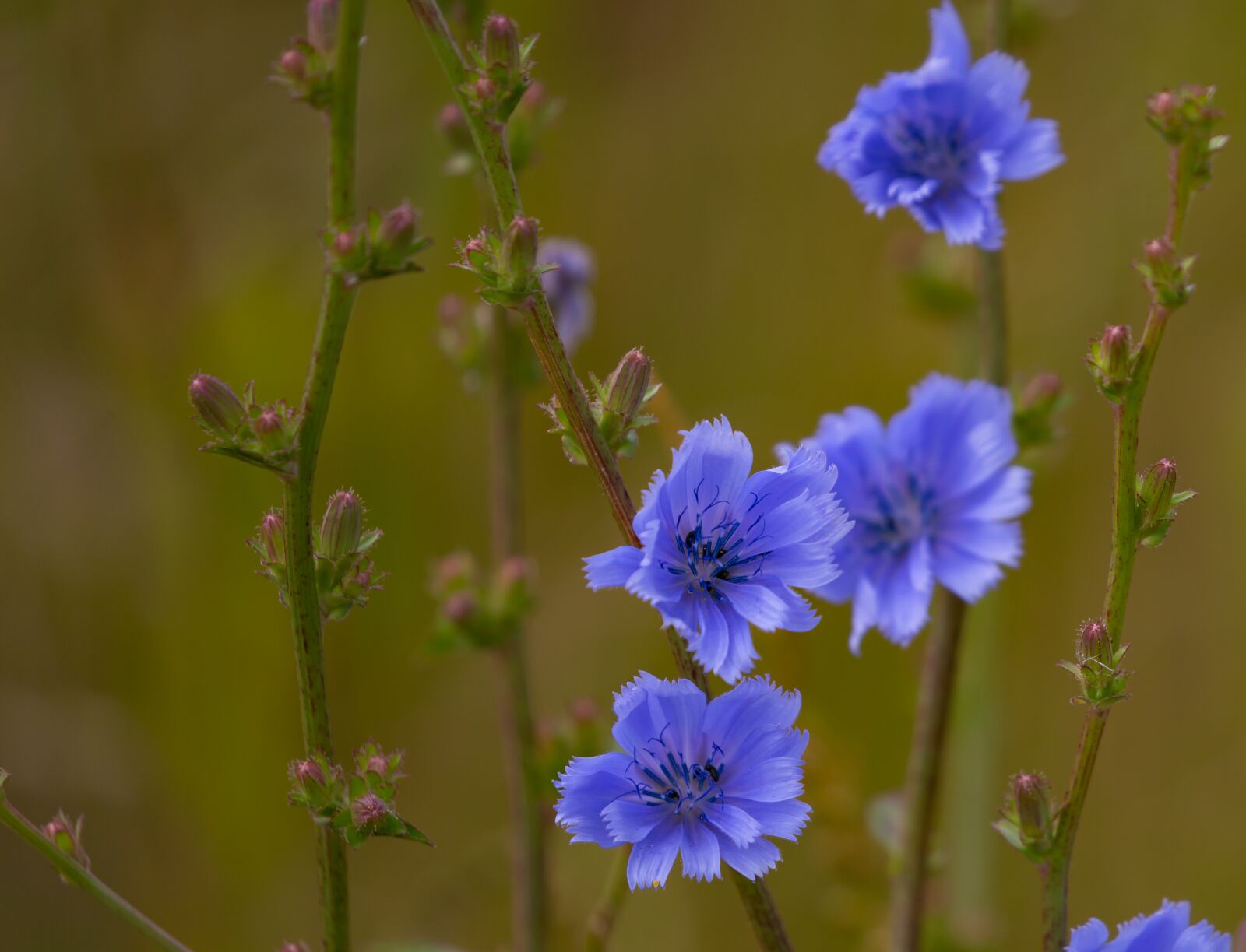 Canon EOS 5D Mark III sample photo. Cichorium intybus, chicory flowers photography