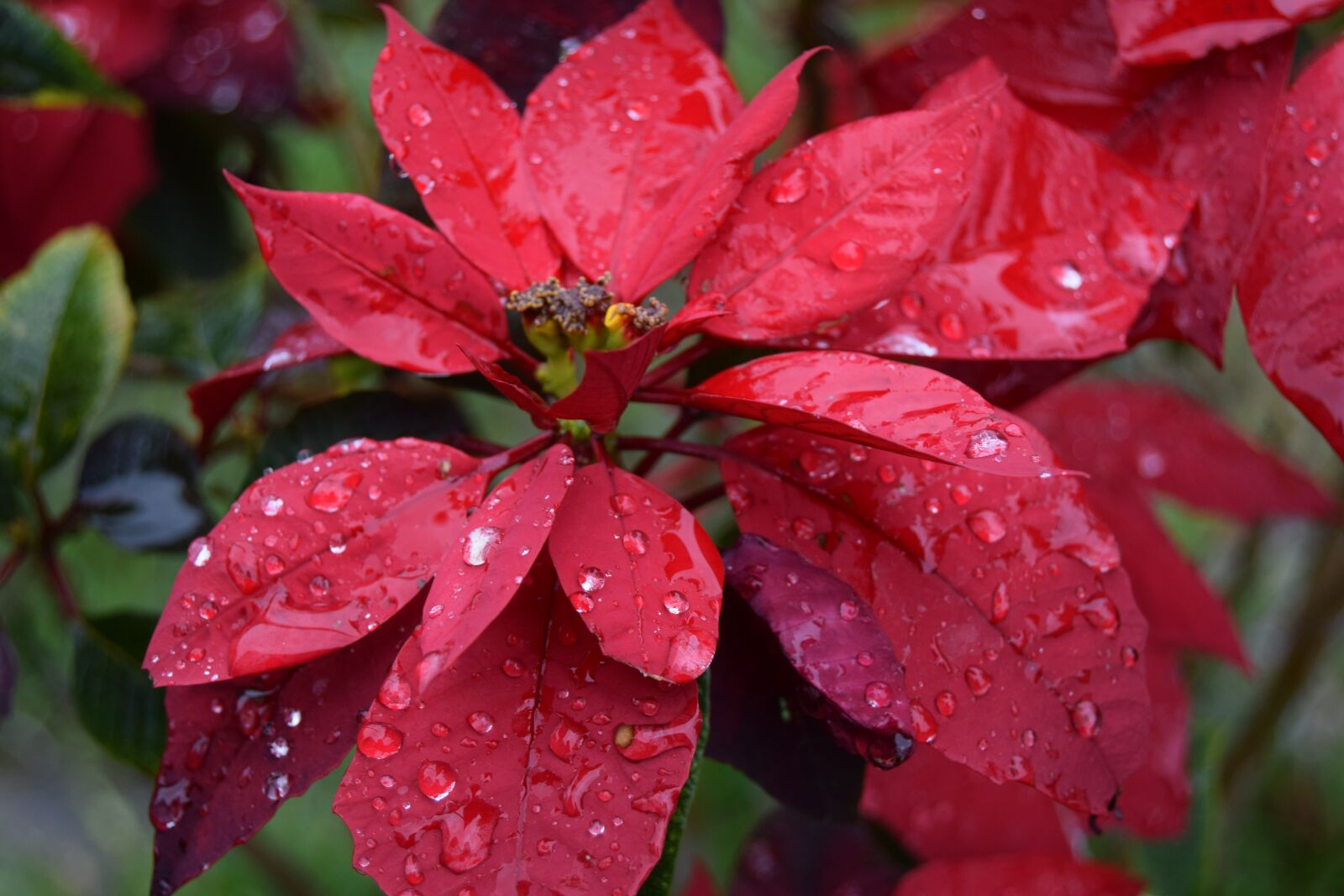 Nikon D3300 sample photo. Flower, good night, red photography
