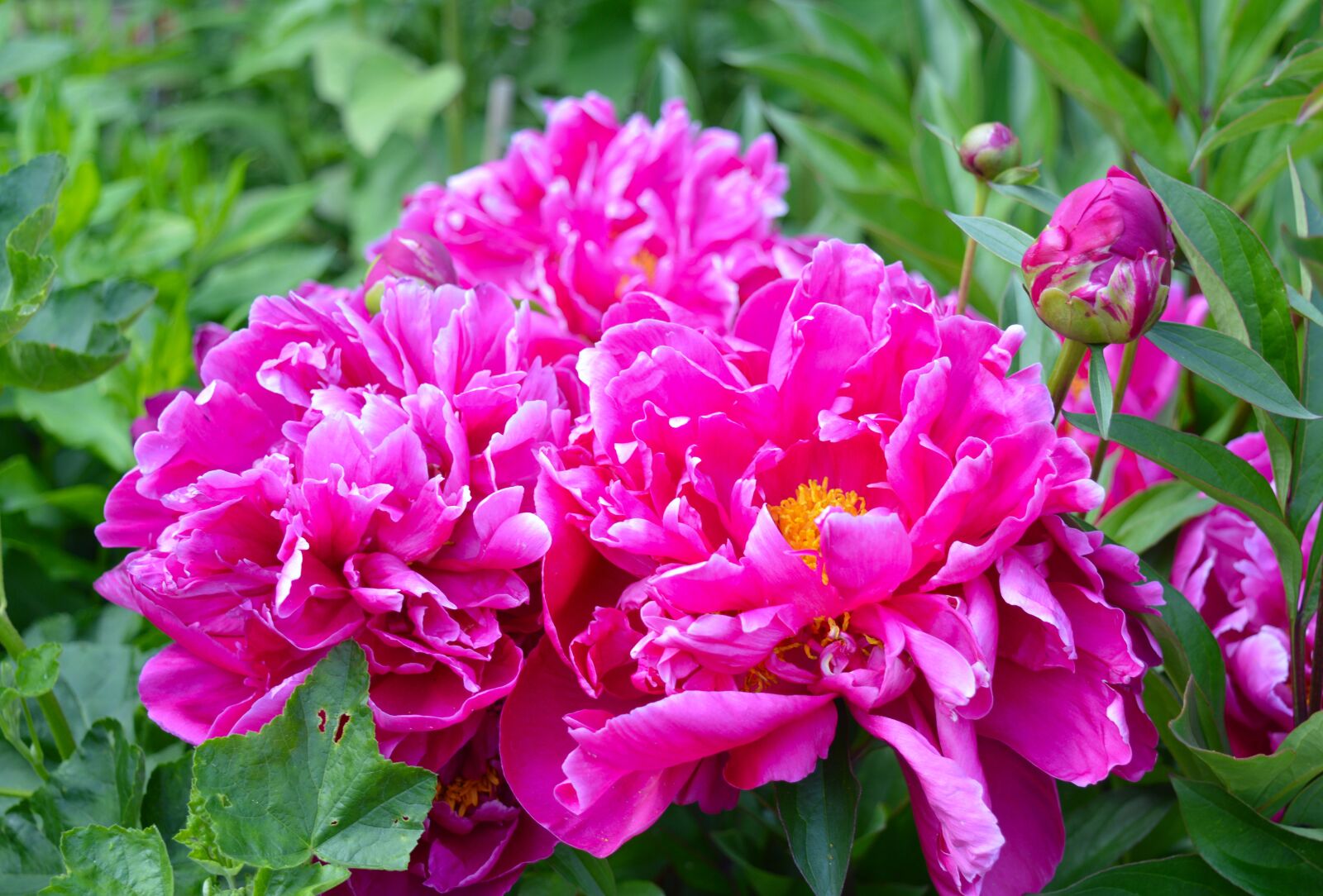 Nikon D3200 sample photo. Peony, flower, blossom photography