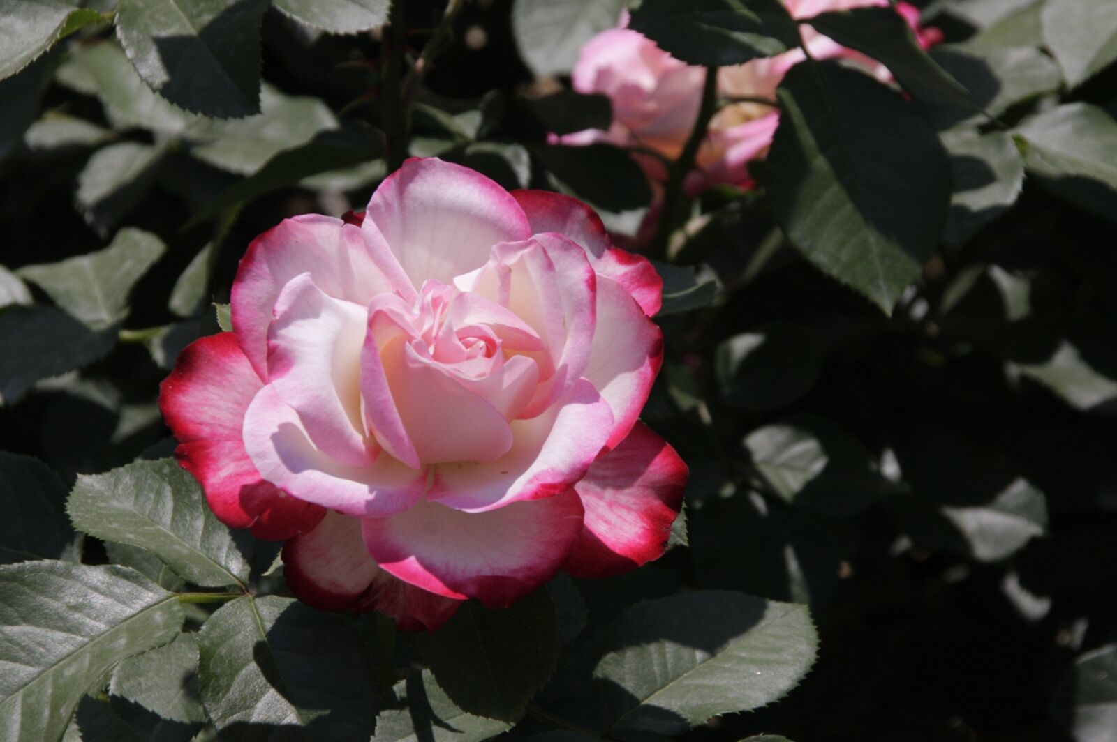Canon EOS 40D sample photo. Flowers, nature, republic of photography