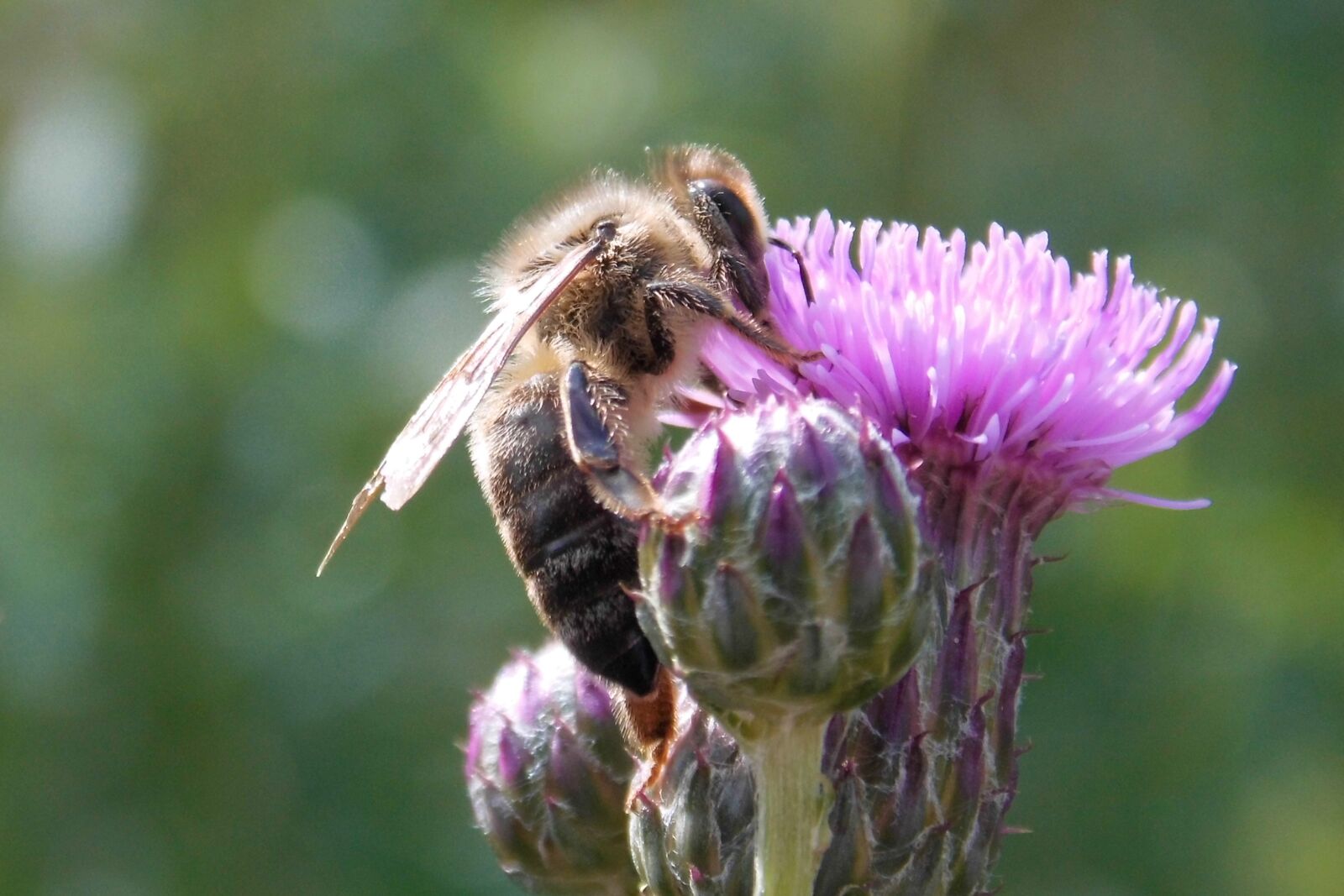 MEDION MD86827 sample photo. Thistle flower, insect, bee photography