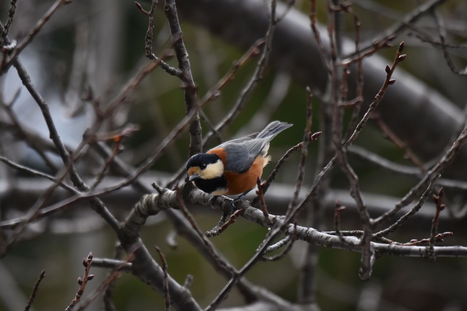 Nikon D7200 sample photo. Animal, forest, wood photography