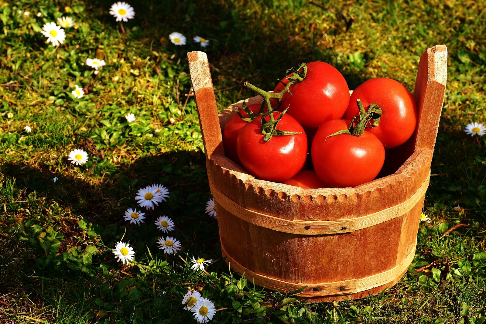 Nikon D7200 sample photo. Tomatoes, vegetables, bucket photography