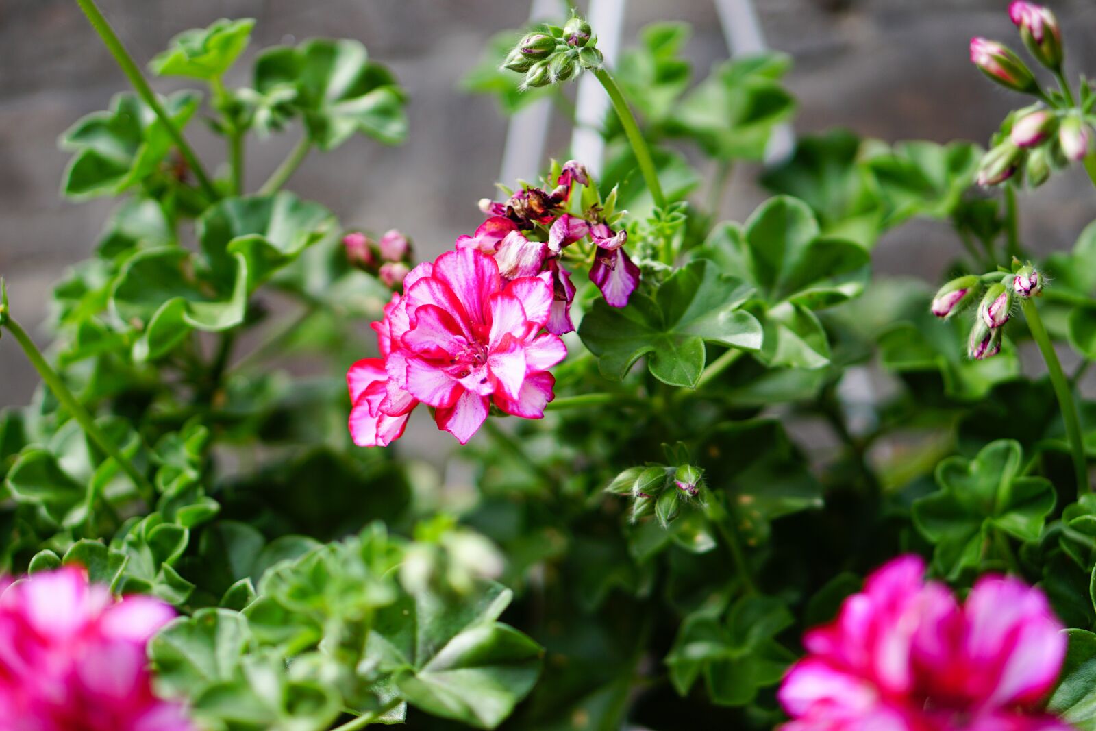 E 50mm F1.8 OSS sample photo. Pink, flowers, geranium photography