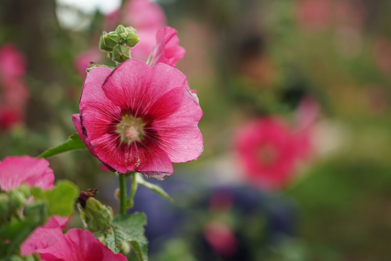 Sony FE 24-105mm F4 G OSS sample photo. Flowers, red flower, beautiful photography