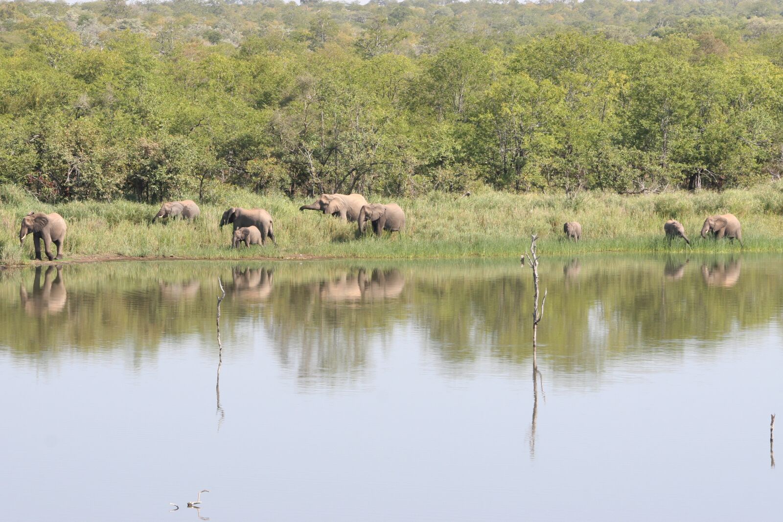 Canon EOS 30D sample photo. Elephants, south africa, safari photography