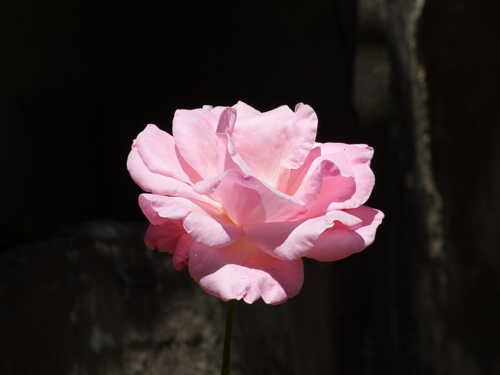 Panasonic Lumix DMC-FZ70 sample photo. Flower, rosa, petals photography