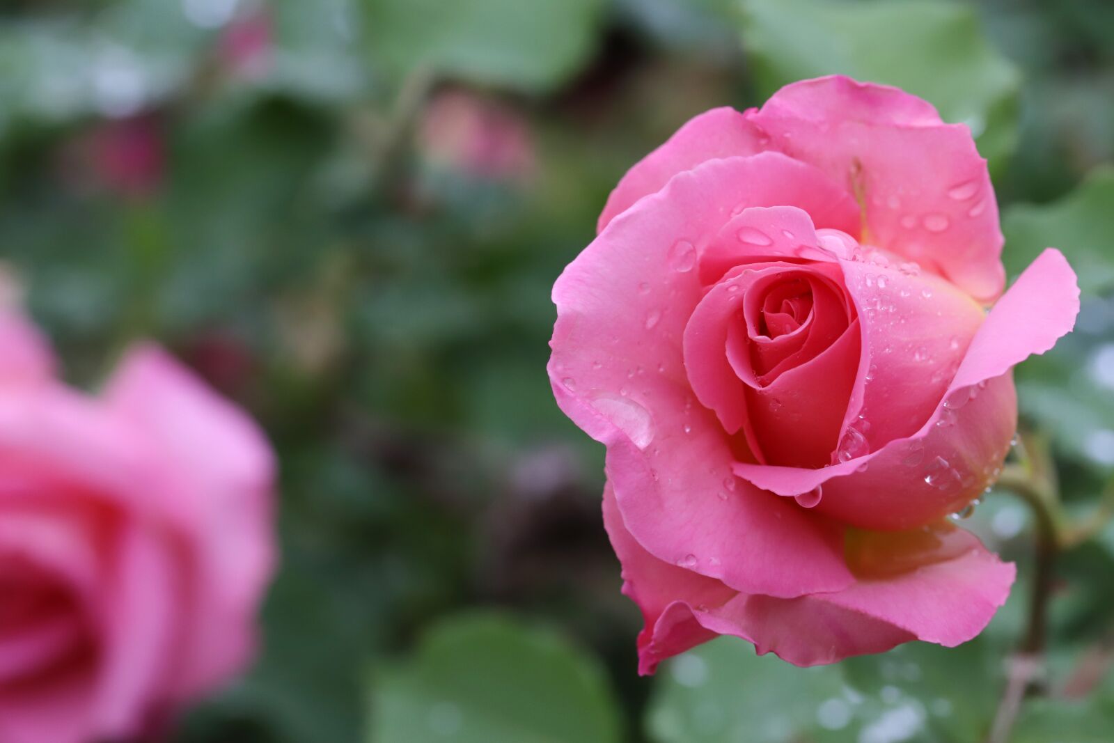 Canon EOS 6D Mark II sample photo. Rose, flowers, nature photography