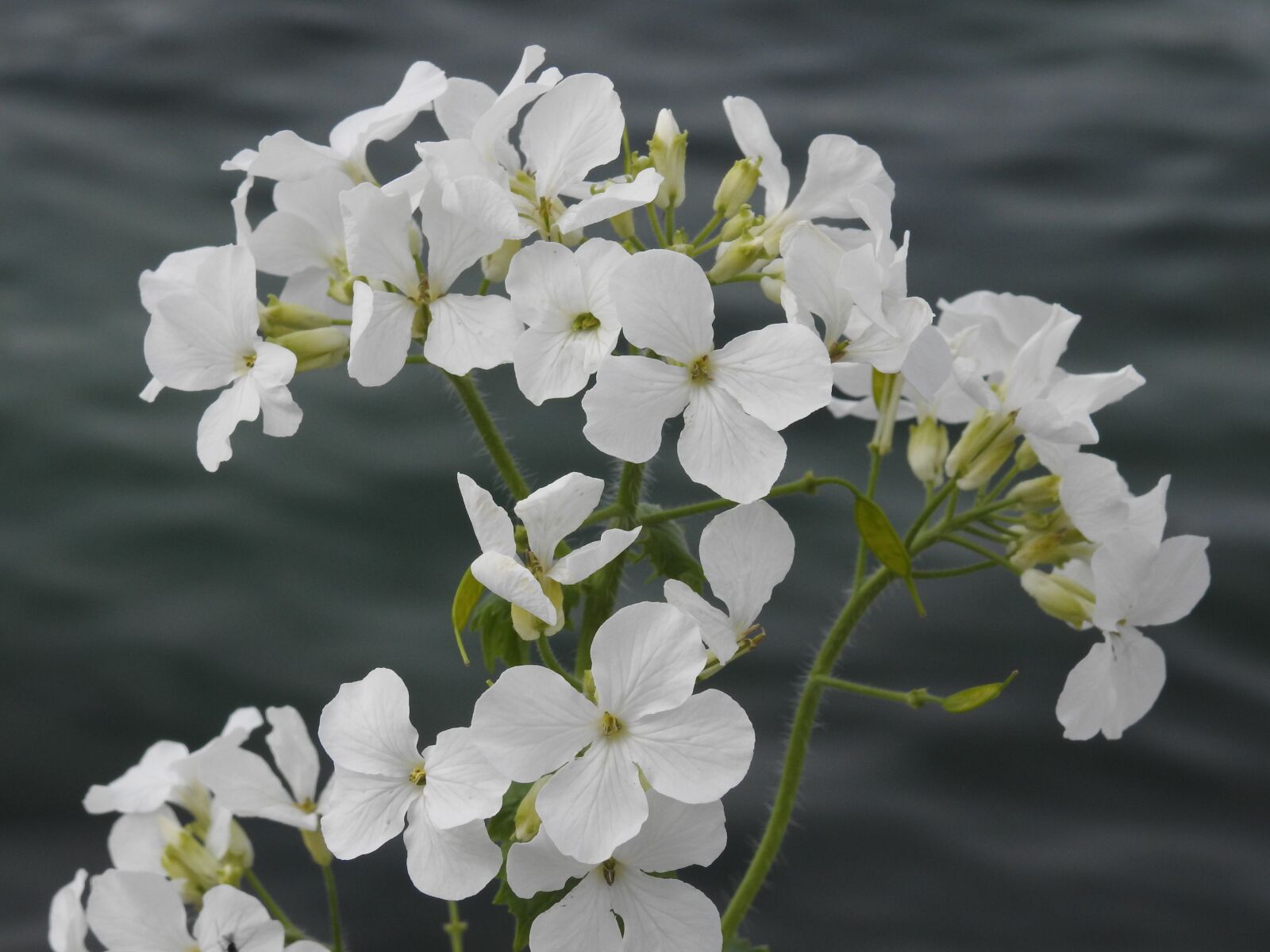 Nikon Coolpix P900 sample photo. Flowers, spring, white photography