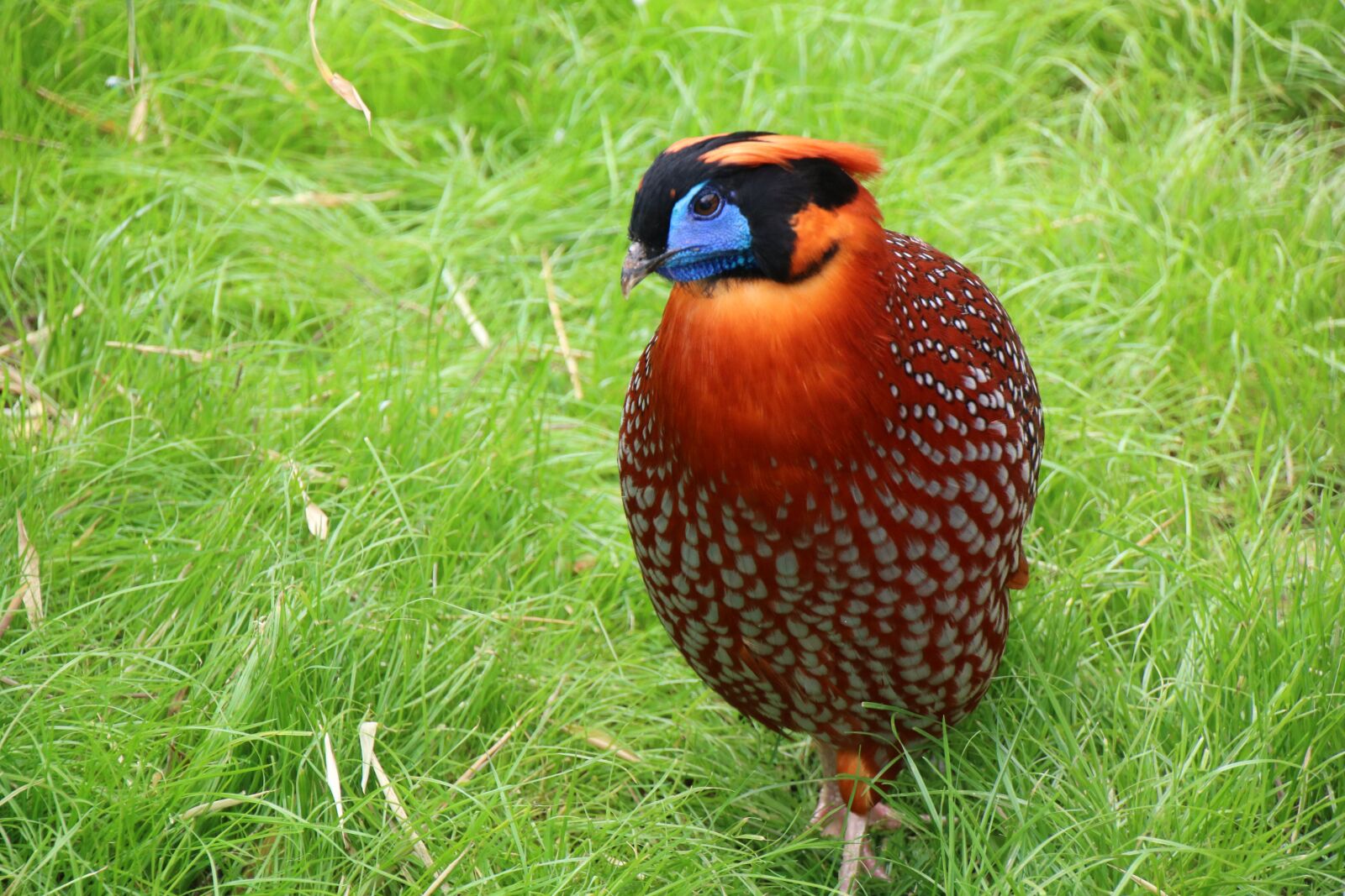 Canon EOS 750D (EOS Rebel T6i / EOS Kiss X8i) sample photo. Bird, rarely, nature photography