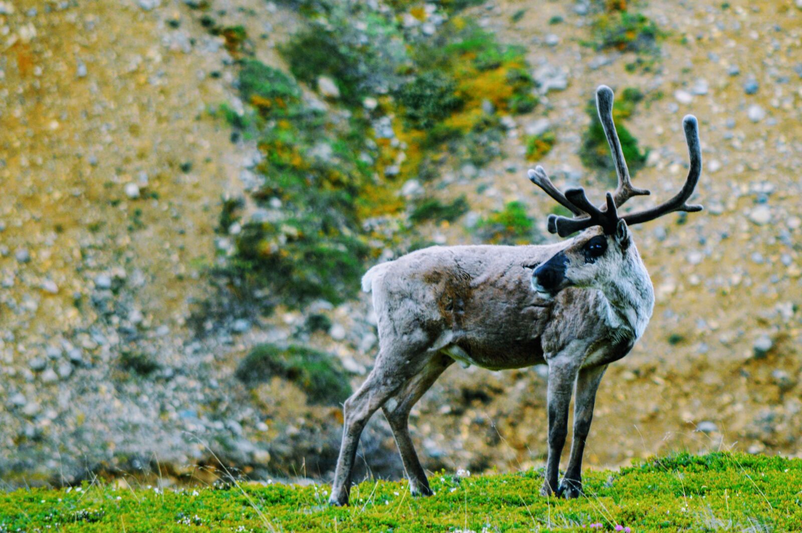 Nikon D3200 sample photo. Caribou, alaska, denali national photography