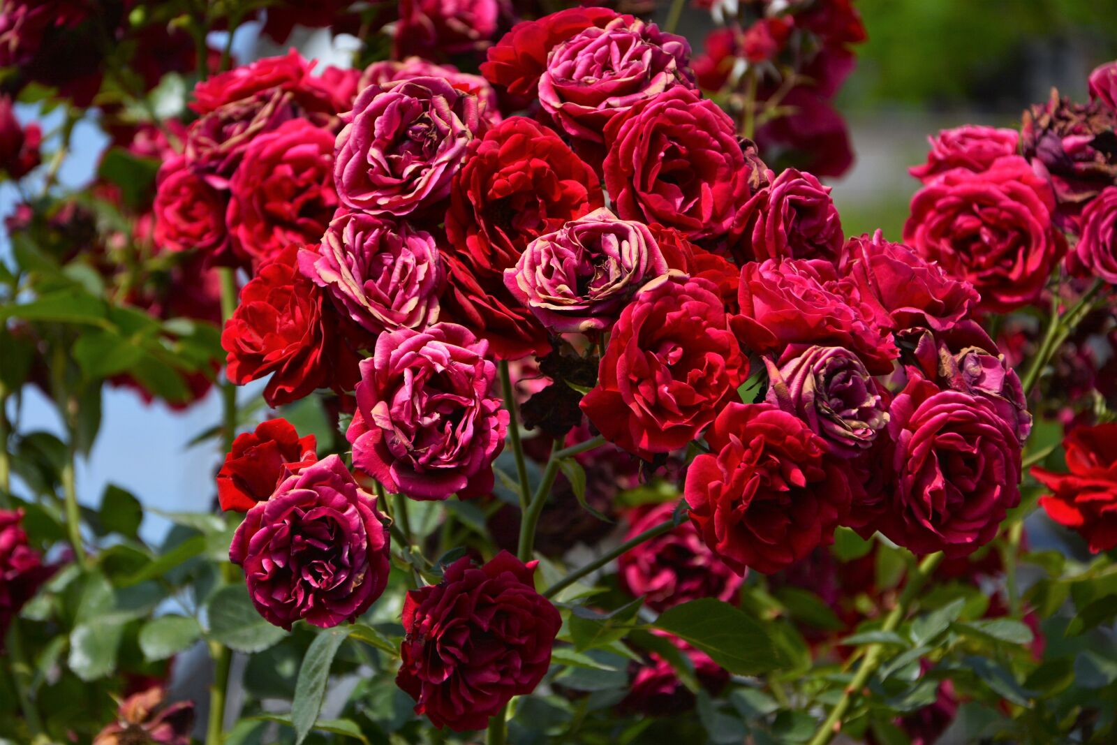 Nikon D7100 sample photo. Flower, plant, rose photography