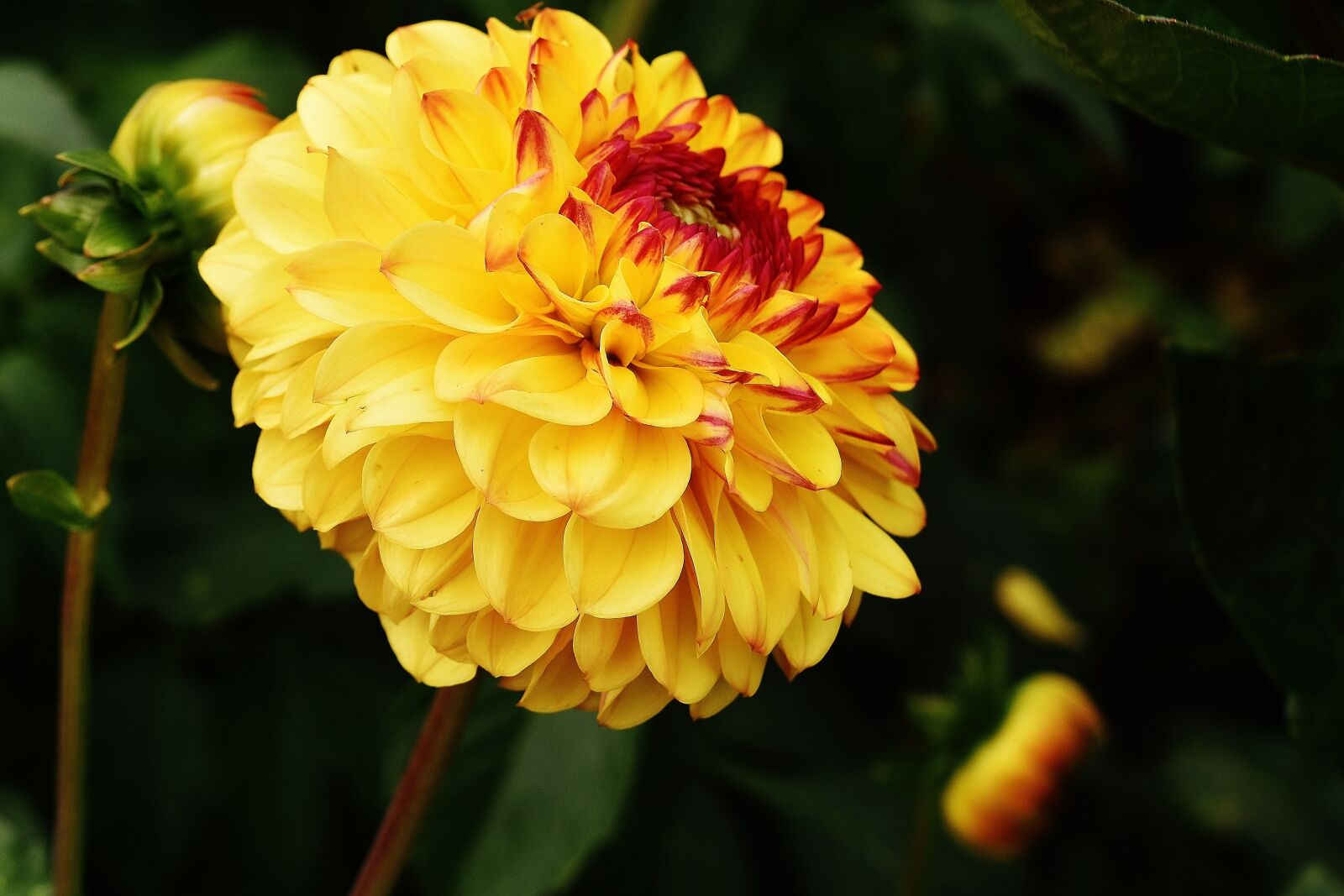 Nikon D7200 sample photo. Dahlia, dahlias, autumn photography
