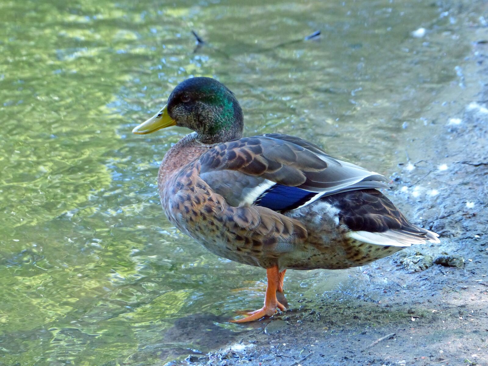 Panasonic Lumix DMC-FZ200 sample photo. Nature, birds, duck photography