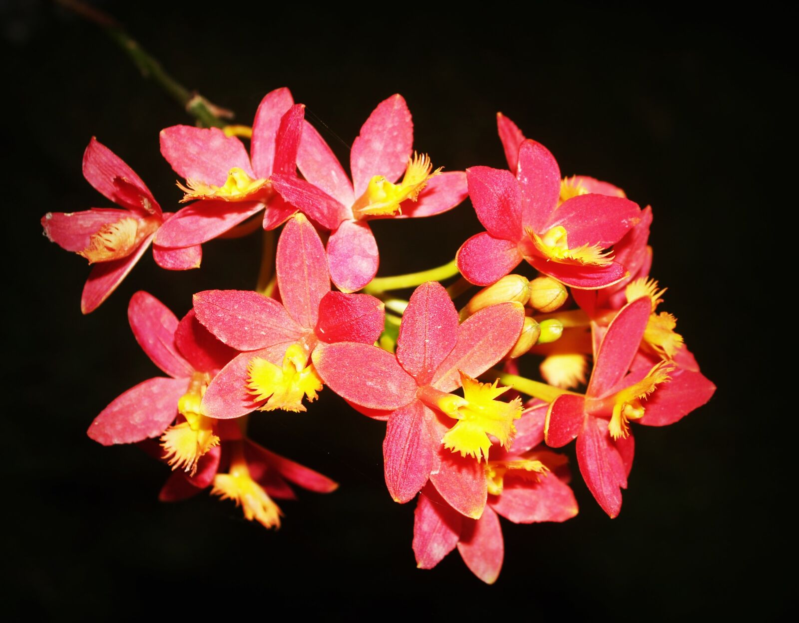 Olympus E-300 (EVOLT E-300) sample photo. Beautiful, black, background, bloom photography