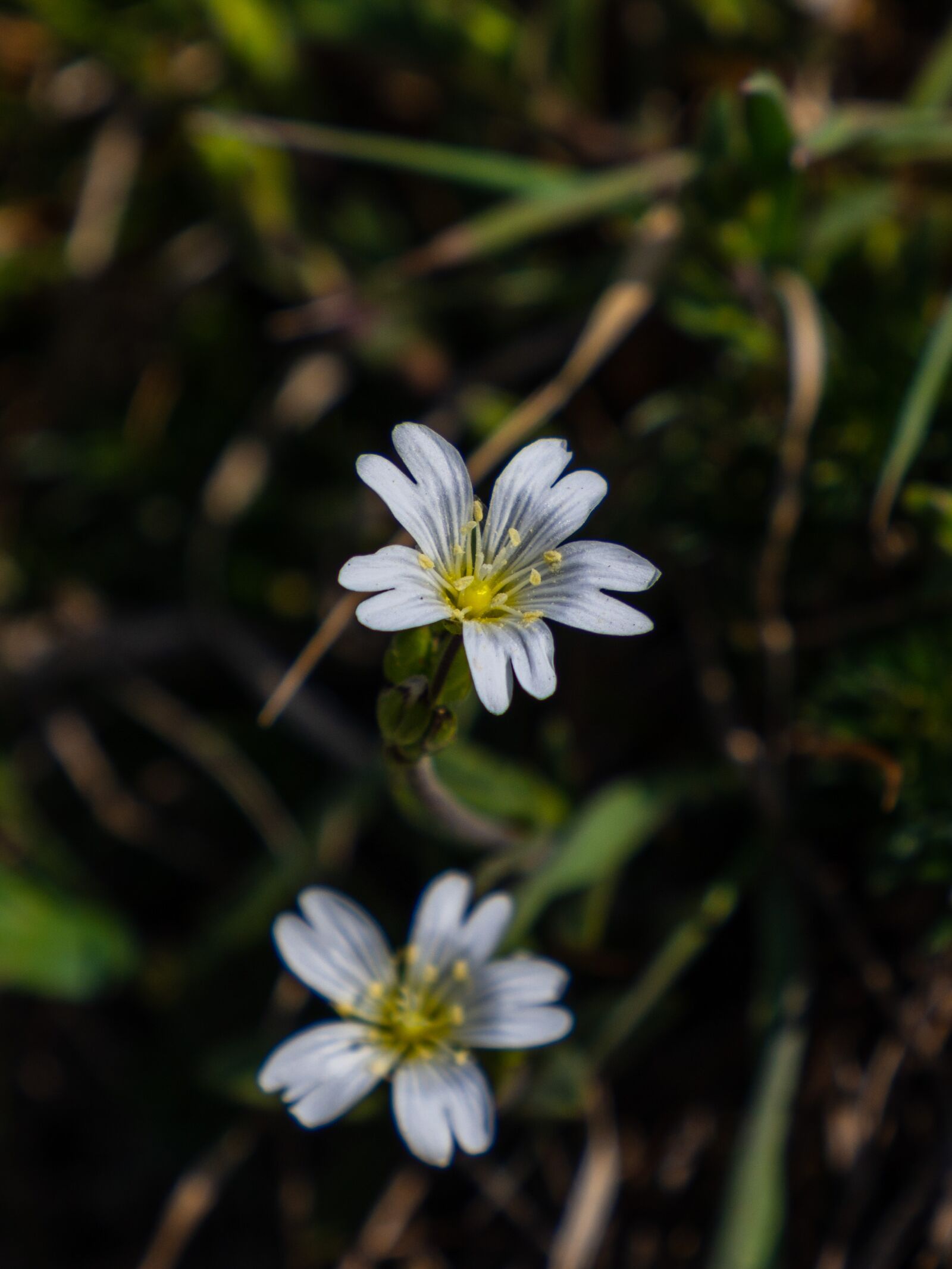 Olympus OM-D E-M10 III sample photo. Flower, meadow, spring photography