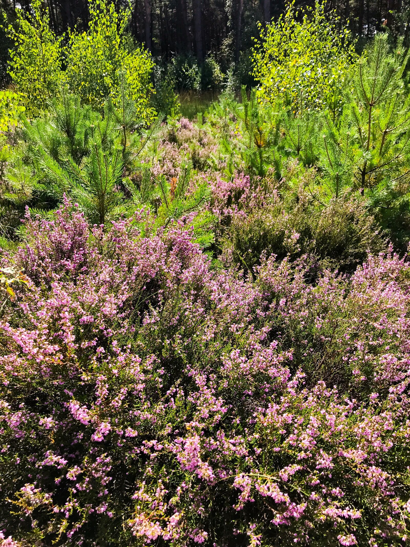 iPhone 7 back camera 3.99mm f/1.8 sample photo. Heather, pine, trees photography