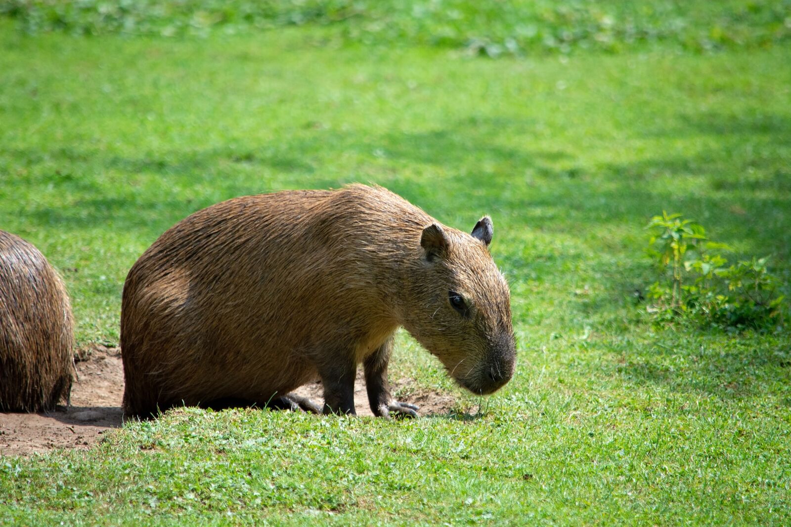 Nikon D7100 sample photo. Capybara, rodent, animal photography