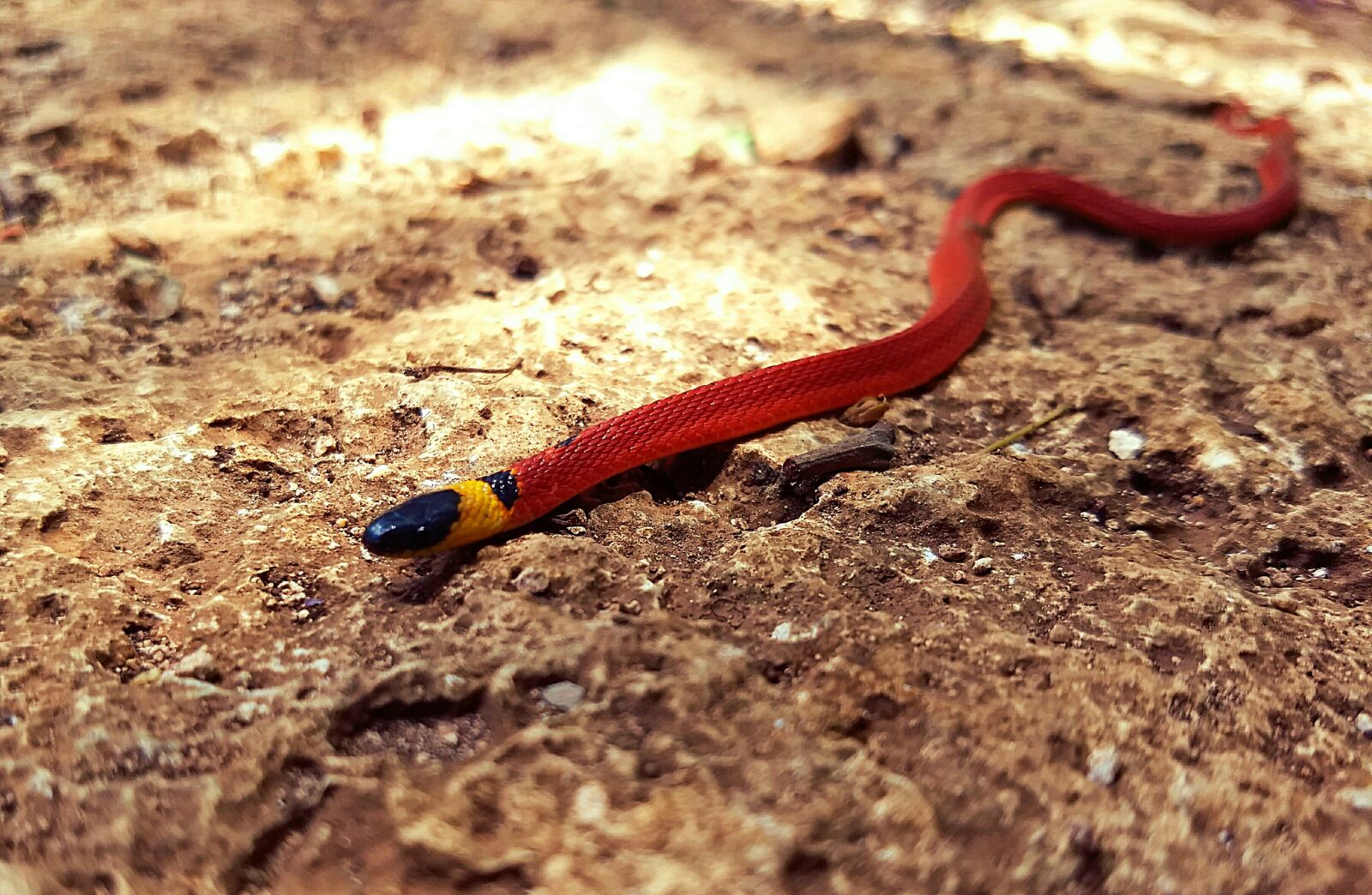 Motorola Moto G (5) Plus sample photo. Snake, ninia sebae, yucatan photography