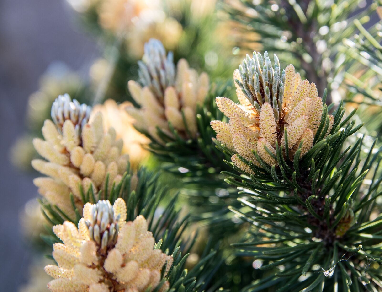 Canon EOS 80D sample photo. Spruce branches, spruce shoots photography