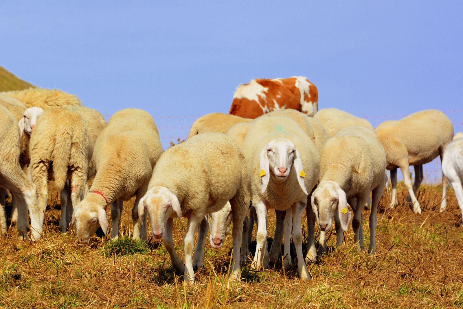 Nikon D7100 sample photo. Flock, mountain, sheep photography
