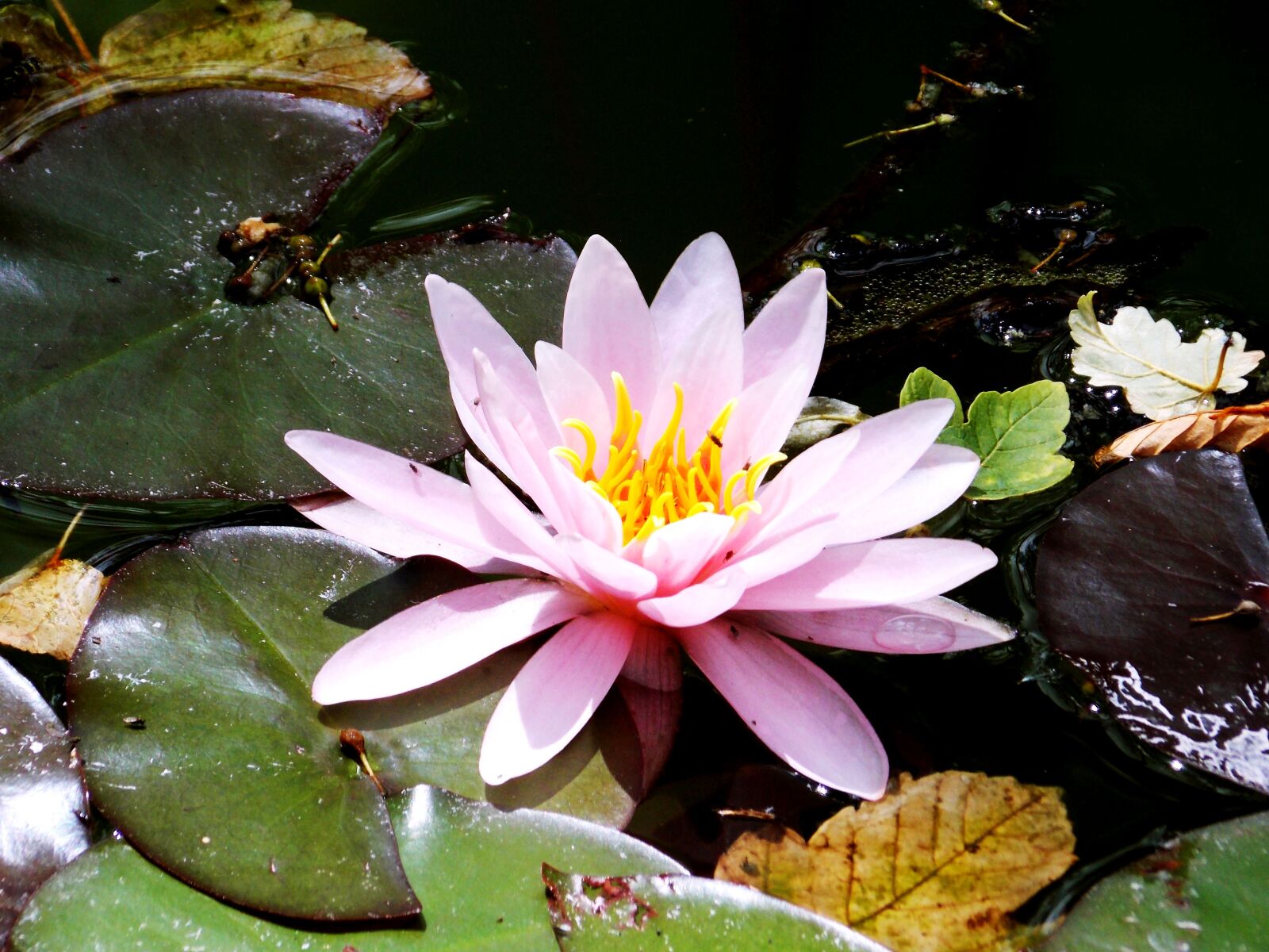 Nikon Coolpix L810 sample photo. Pink, leaves, landscape photography