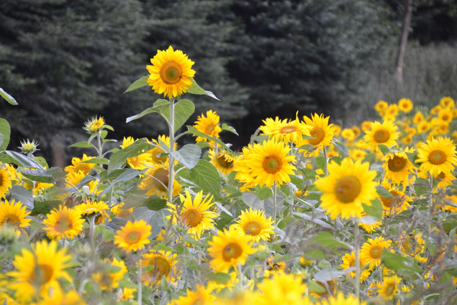 Nikon D3100 sample photo. Sunflower, sunflower field, summer photography