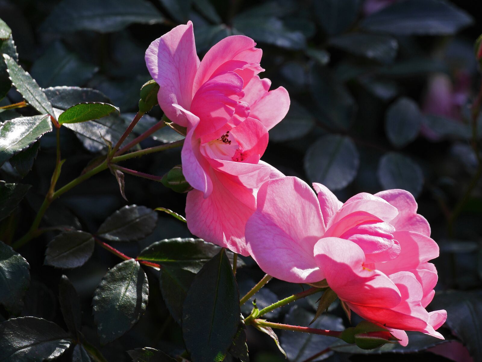 Panasonic Lumix DMC-GH3 sample photo. Rose, last flor, october photography