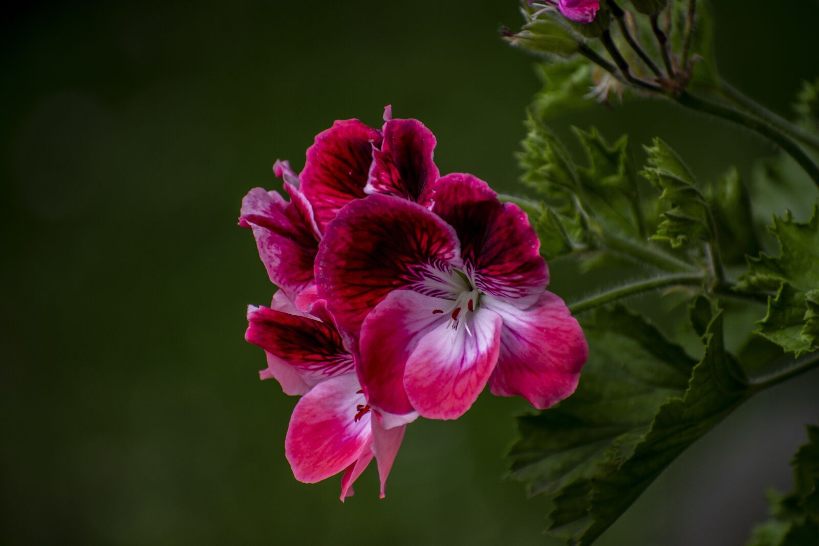 Nikon D600 sample photo. Jeranio, nature, flower photography