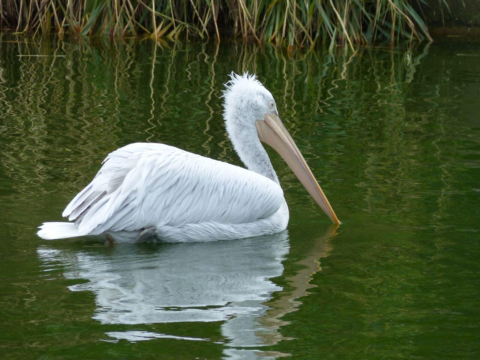 Panasonic Lumix DMC-FZ200 sample photo. Water bird, pelikan, nature photography