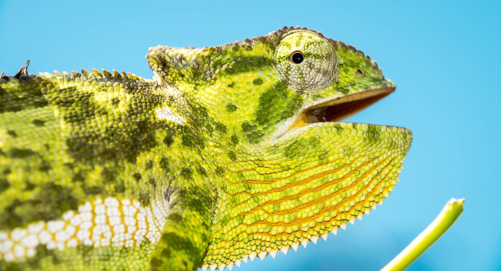 Nikon D5300 sample photo. Chameleon, lizard, reptile photography