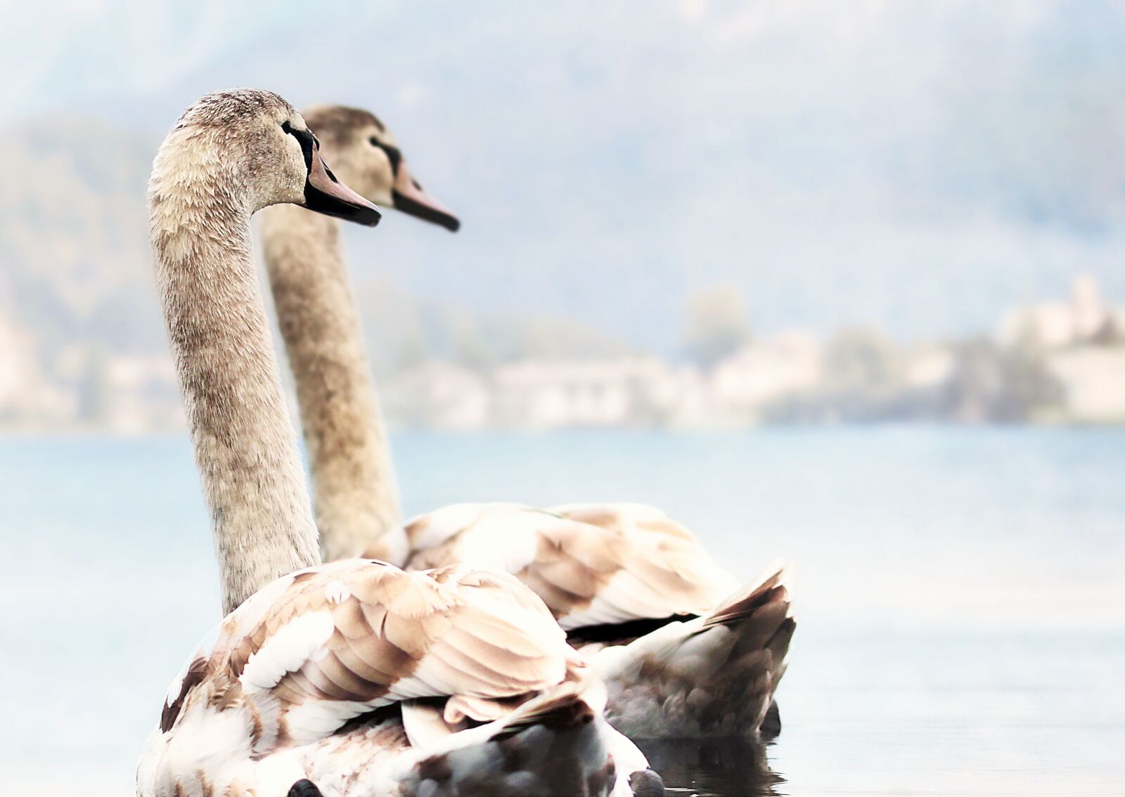 Canon EOS 80D sample photo. Swans, lake, young swans photography