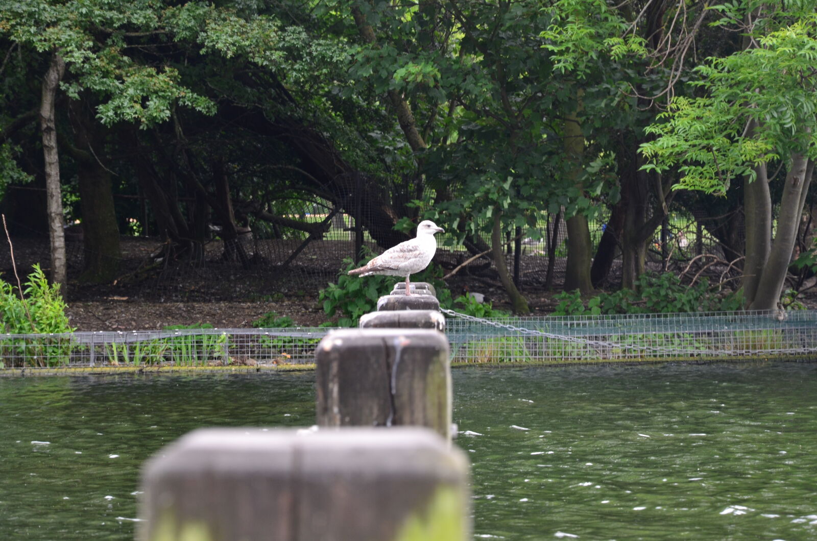 Nikon D7000 sample photo. Bird photography
